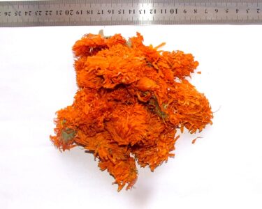 Calendula - Image 5