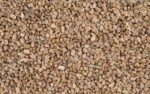 Celery seeds - Image 4