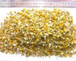 Chamomile - Image 5