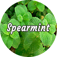 Spearmint 