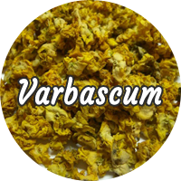 Varbascum
